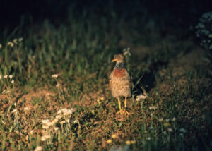 More land to protect declining species
