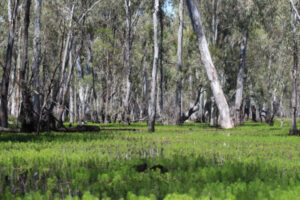 Gunbower Forest floodplain to get a much-needed drink