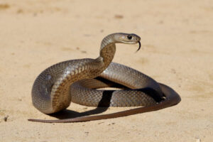Keep your pets safe from snake bites