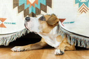 Decline in pet registration gives ‘paws’ for thought
