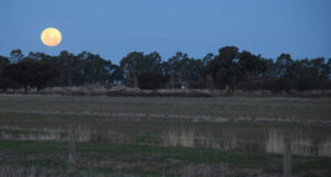 Shire land values rise