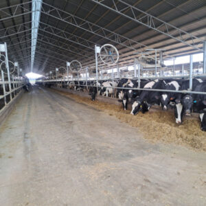​​​​​​​Buybacks reduce milk production