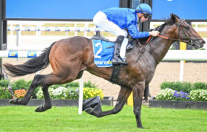 First start victory for Aleppo Pine