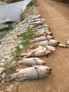 Fish kill’s tourism impact
