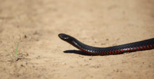 Snake season warning