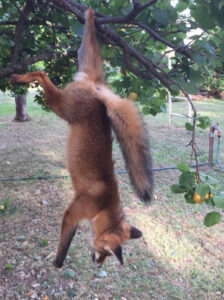Fox snared in apricot heist