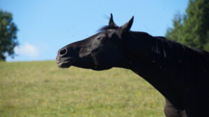 Horses, pigs face high mozzie risk