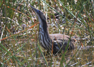 Bittern benefits from wetlands