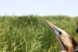 Backing the bittern