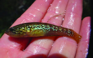 Plans to protect native species