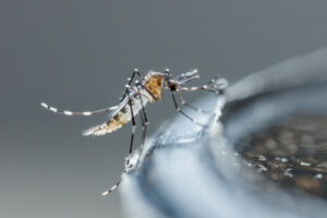 Two NSW encephalitis cases confirmed