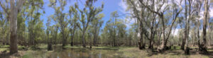 North Central CMA defends Gunbower Forest watering