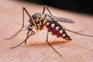 Ongoing threat of mozzie virus still not clear