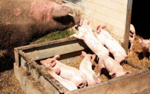 Controversial outdoor pig farm objectors to meet with council