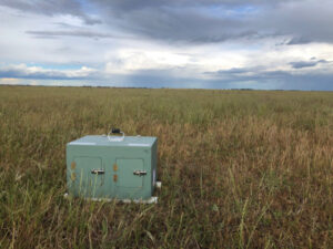 Eight Plains-wanderers released into Northern Plains