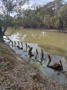 Timber snag piles help return of fish