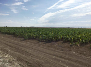 Tobacco raid – $5.8m crop destroyed