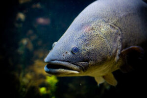 Cod and crays off limits