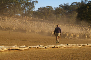 Land value up in northern Victoria