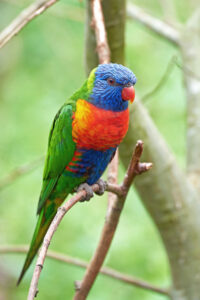 Stamps honour beloved birds