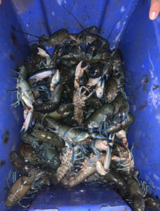 Yabby poachers pinched