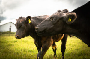 Reminder to secure livestock given dry conditions