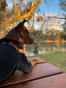 Owners urged to protect dogs from virus
