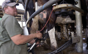 Dairy price drop