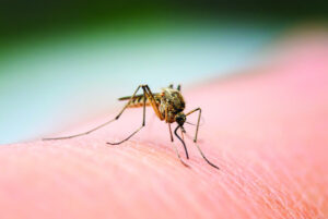 Disease alert as mozzie risk rises