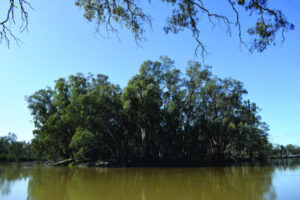 Barham flood watch as Murray level rises