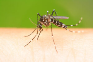 Virus alert after Murray Valley encephalitis detected
