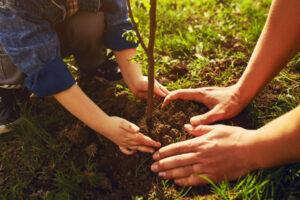New trees after stormwater upgrade