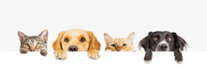 Increase in registered domestic animals in shire