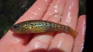 Native fish release