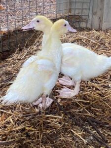 Quack-tastic additions to the school grounds