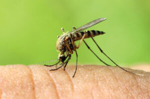 Don’t get bitten by mozzie risk