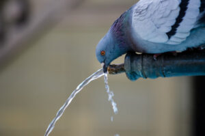 Gunbower water warning, Cohuna now safe