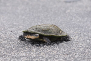 Protect turtles that are on the move