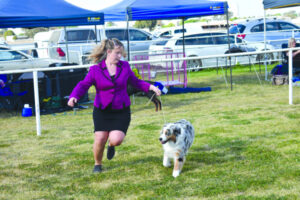 Canines impress judges