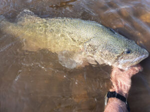 Cod and crays off limits