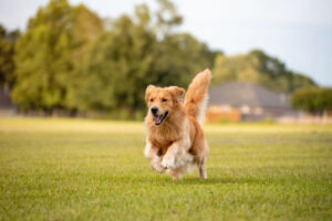 ‘Fur’ Pete’s sake, keep your dog on leash in park