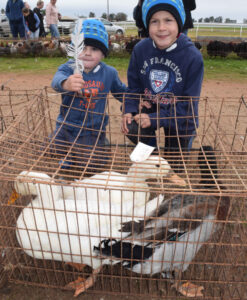 Record sales at poultry auction