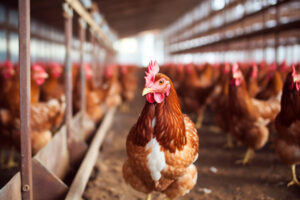 Poultry farm approval is ‘egg-citing’