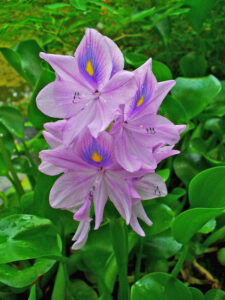 A pest flower found in the region