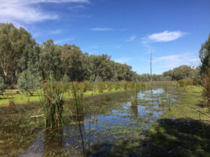 Forest flooding and tourism