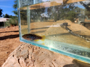 Native fish on the way back