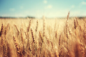 New hope on barley tariffs