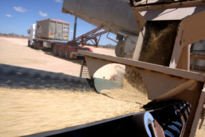 Uncertainty about barley prices