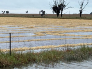 Rain slows hay baling