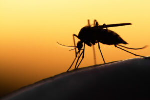 Second case of Japanese encephalitis in northern Victoria.